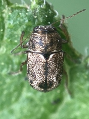 Pachybrachis hepaticus