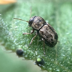 Pachybrachis hepaticus