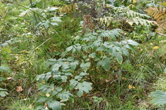 Actaea cimicifuga