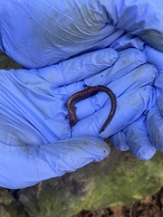 Plethodon cinereus image