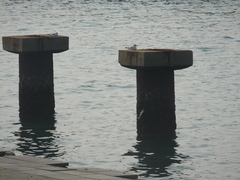 Chroicocephalus ridibundus