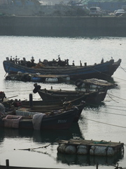 Chroicocephalus ridibundus