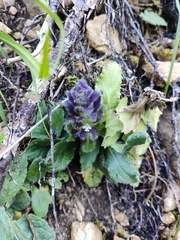 Ajuga pyramidalis
