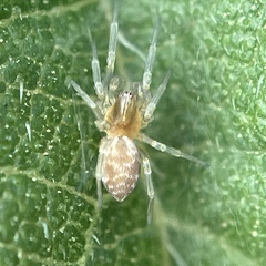 Dictynidae
