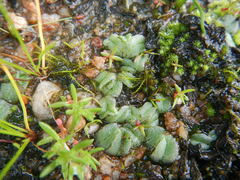 Riccia