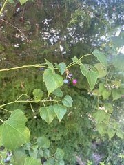 Ampelopsis cordata