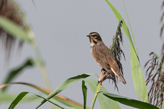 Luscinia svecica