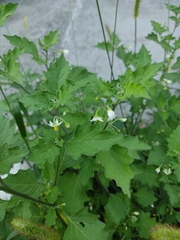 Solanum nigrum