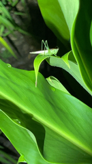 Conocephalus fasciatus