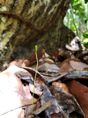 Actinostachys pennula