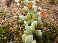 Braunsia maximilianii