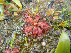 Drosera