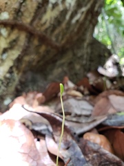 Actinostachys pennula