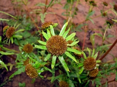 Bidens radiata