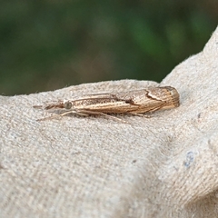 Agriphila geniculea