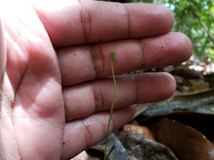 Actinostachys pennula