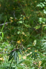 Anemonastrum crinitum