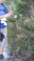 Knowltonia tenuifolia