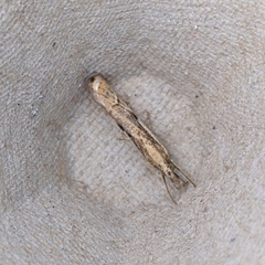 Agriphila geniculea