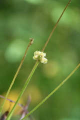 Anemonastrum crinitum
