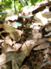 Actinostachys pennula