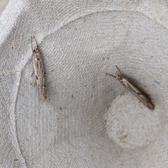 Agriphila geniculea