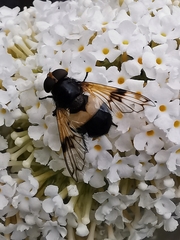 Volucella pellucens