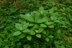 Chloranthus fortunei