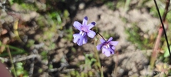 Nemesia affinis