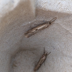 Agriphila geniculea