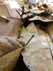 Actinostachys pennula