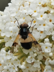 Volucella pellucens