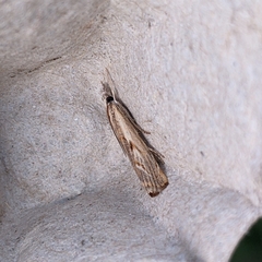Agriphila geniculea