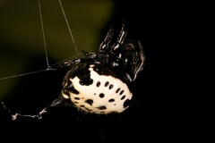 Gasteracantha cancriformis