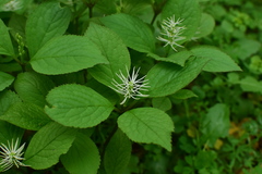 Chloranthus fortunei