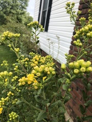 Solidago rigida