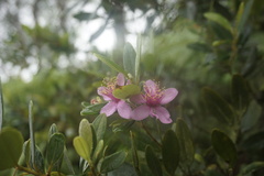 Rhodomyrtus tomentosa