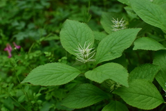 Chloranthus fortunei