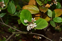 Viburnum taitoense