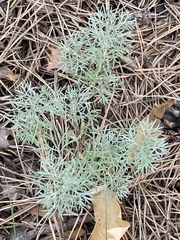 Artemisia austriaca