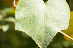 Phyllocnistis vitegenella