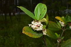 Viburnum taitoense