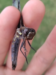 Libellula pulchella
