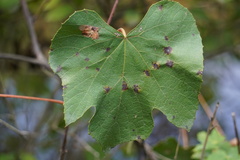 Vitis aestivalis