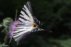 Iphiclides podalirius