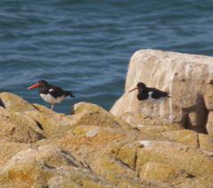 Haematopus ostralegus