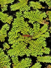 Salvinia natans