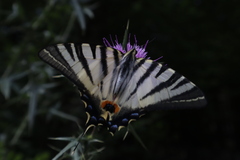 Iphiclides podalirius