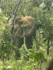 Loxodonta cyclotis