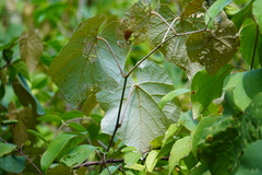 Vitis aestivalis